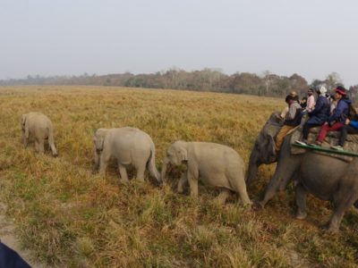 [一列に並んだ象の家族　象の家族はやっぱり絆が強いのですね]