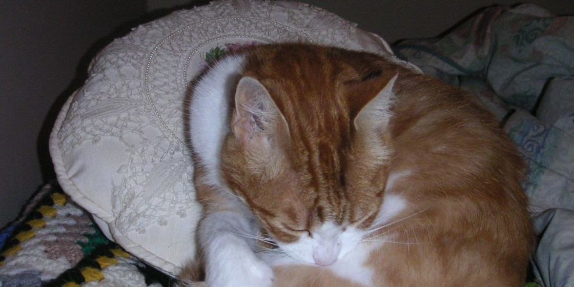 MINOLTA DIGITAL CAMERA